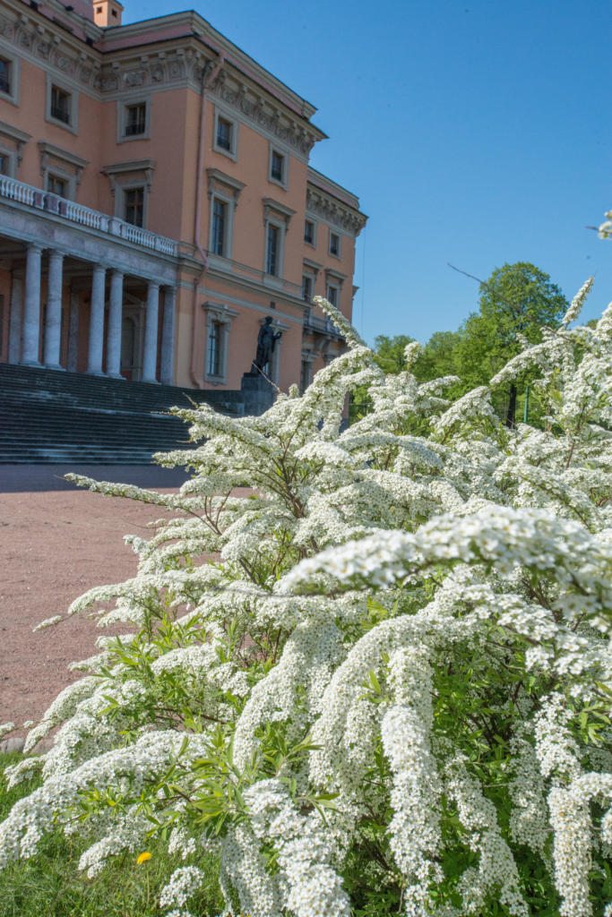 Спирея ренессанс фото