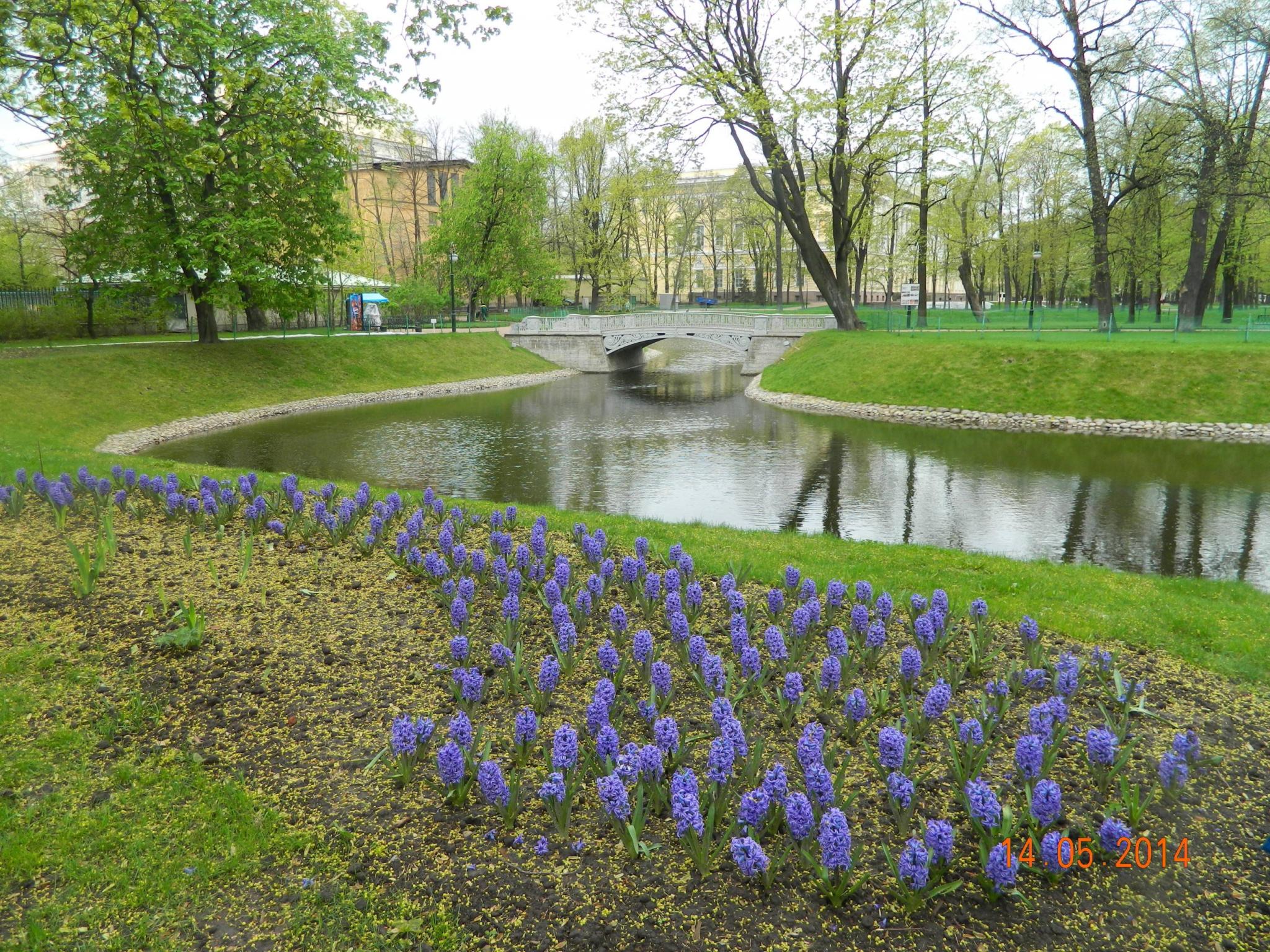 Михайловский сад гиацинты - Mikhailovsky Garden