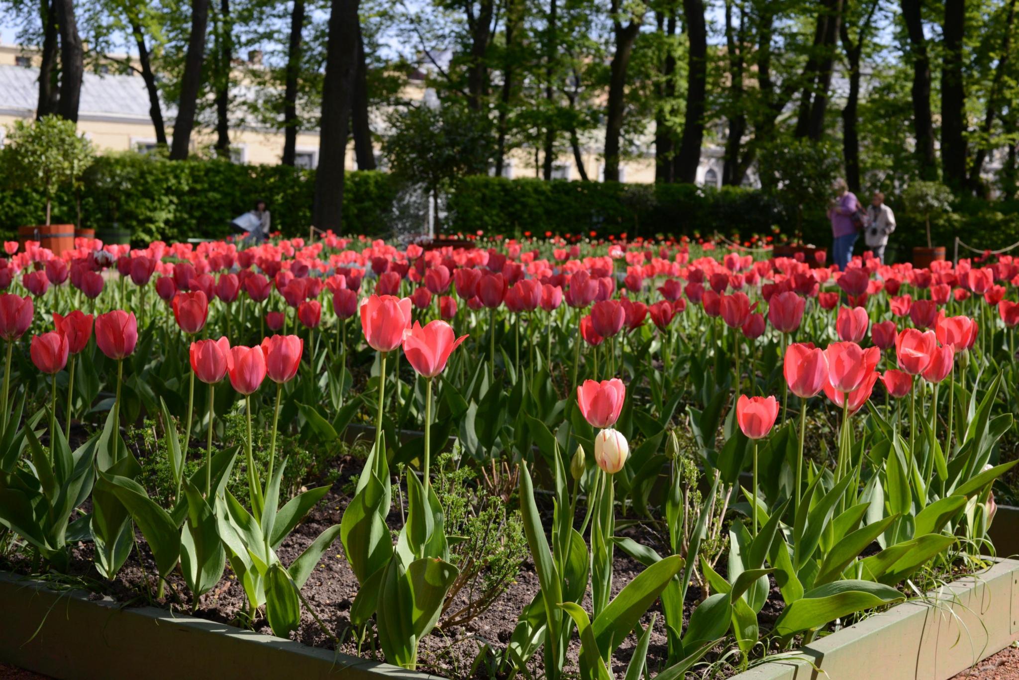 Тюльпаны в Летнем саду - Tulips in Summer garden