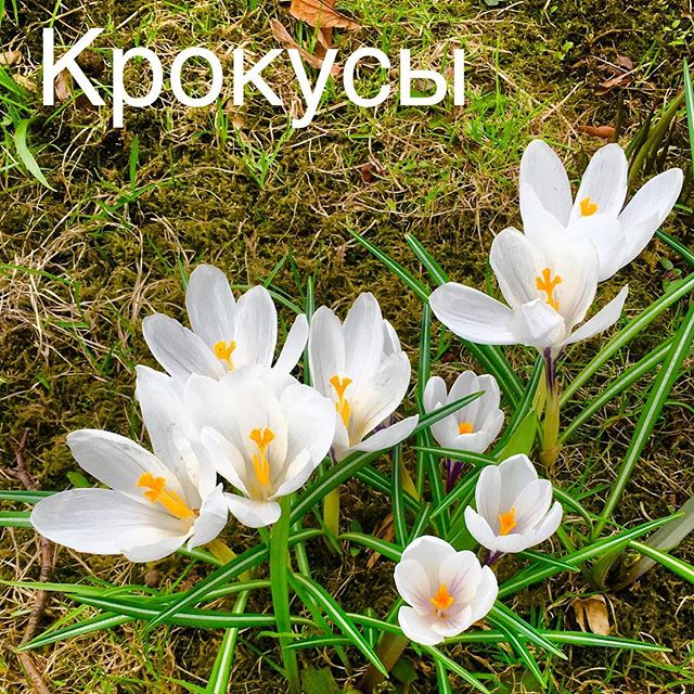 Крокус на русский. Тайгер Крокус. Крокус и Шафран одно и тоже или нет. Крокусы фото всходов весной. Шафран (рід).