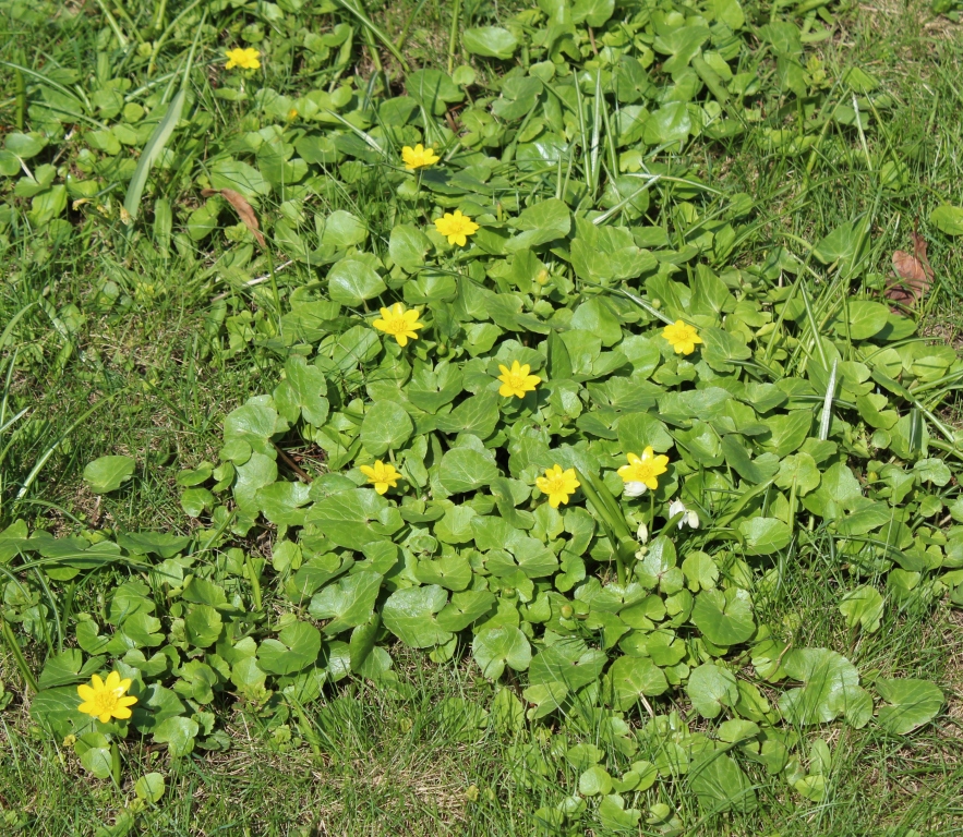 Чистяк весенний в Михайловском саду