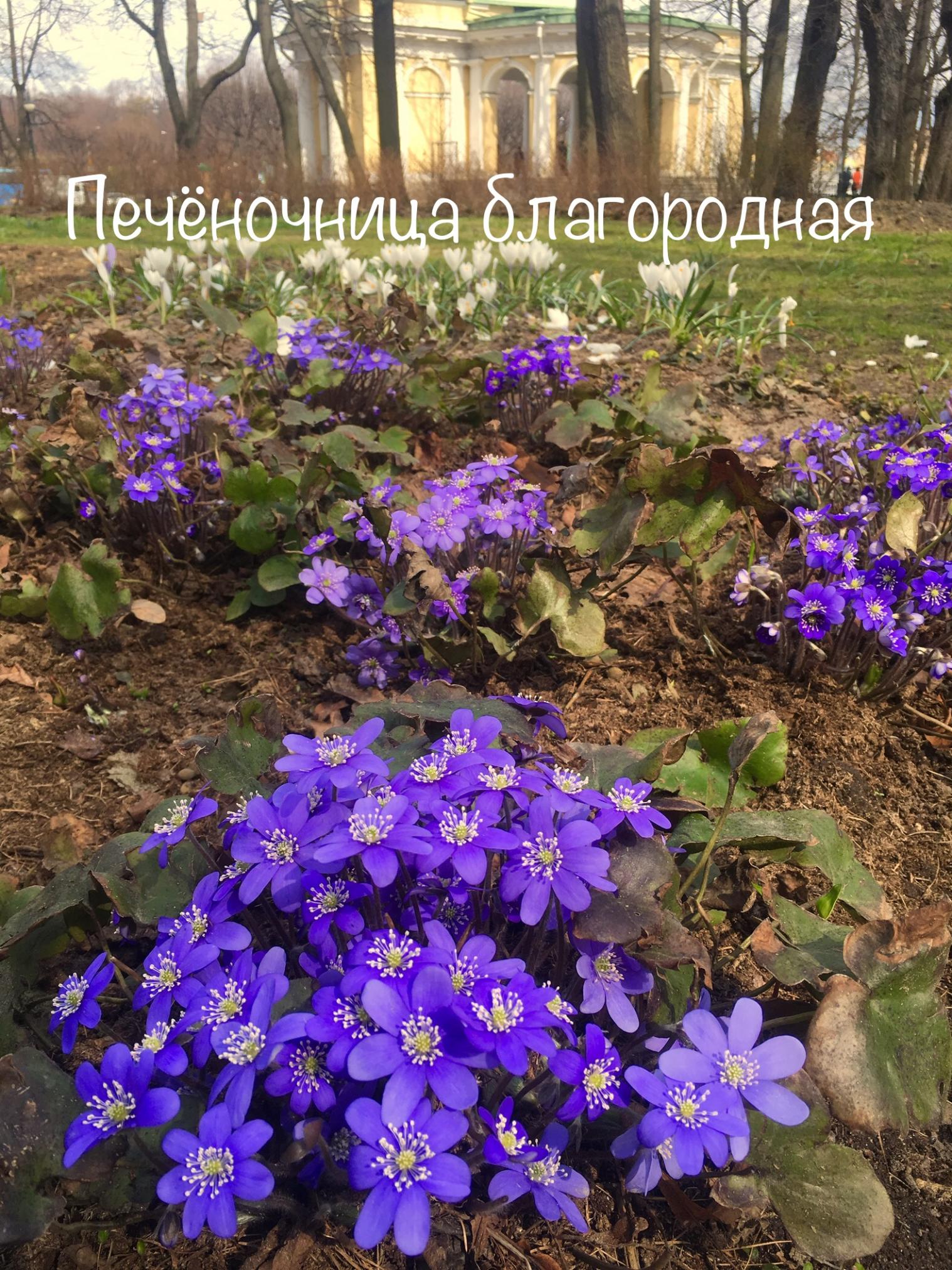 Печоночница благородная в Михайловском саду