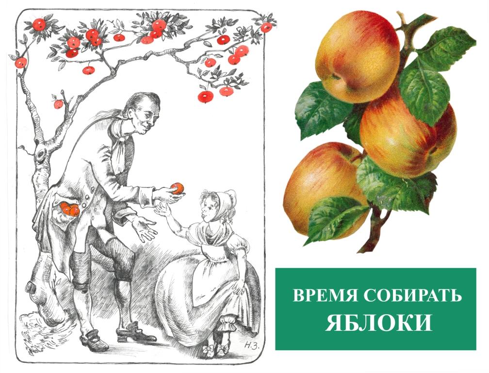 Время собирать яблоки. Яблочный спас в садах Русского музея 19 августа