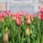 Тюльпаны на Кленовой аллее 2019