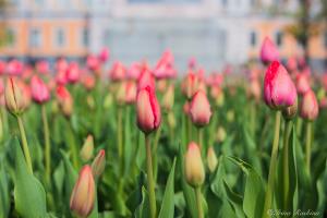 Тюльпаны на Кленовой аллее 2019