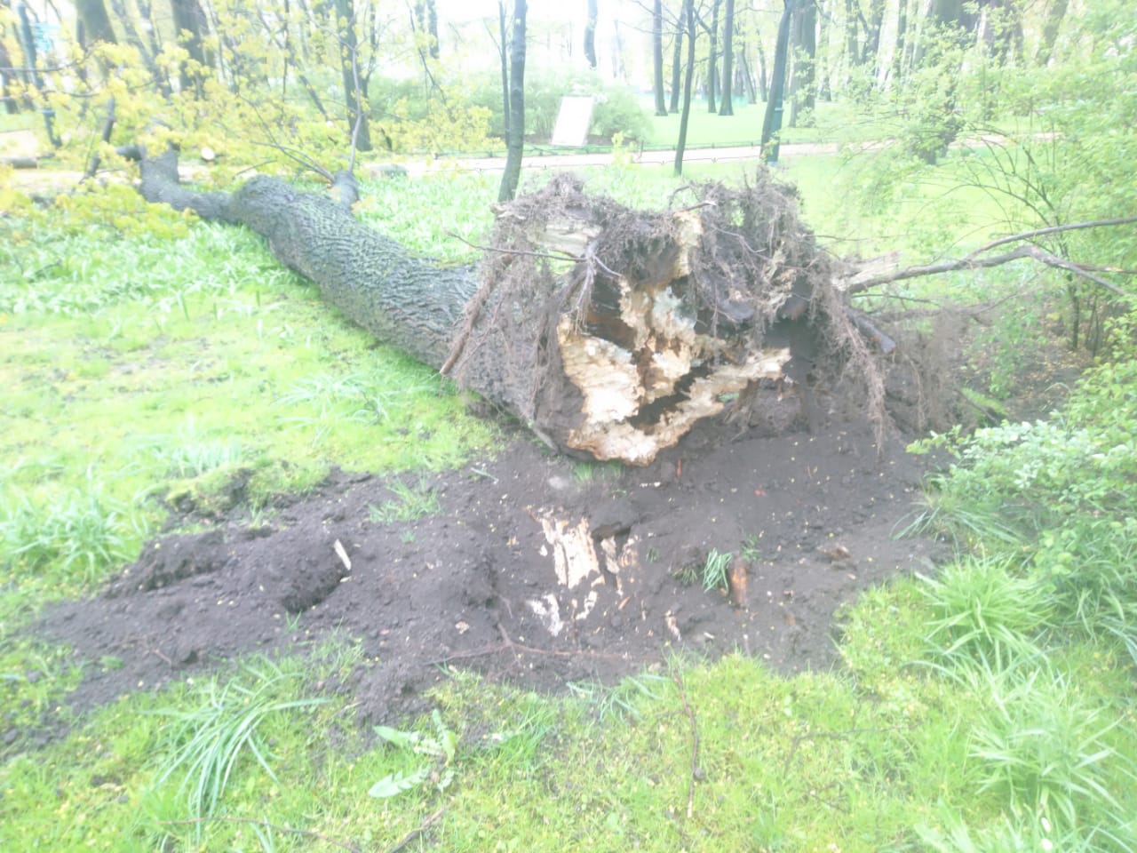 Время падения дерева. Упавшее дерево в саду. Деревья в Михайловском саду. Упавшее дерево в Михайловском саду. Дерево упало с корнями.