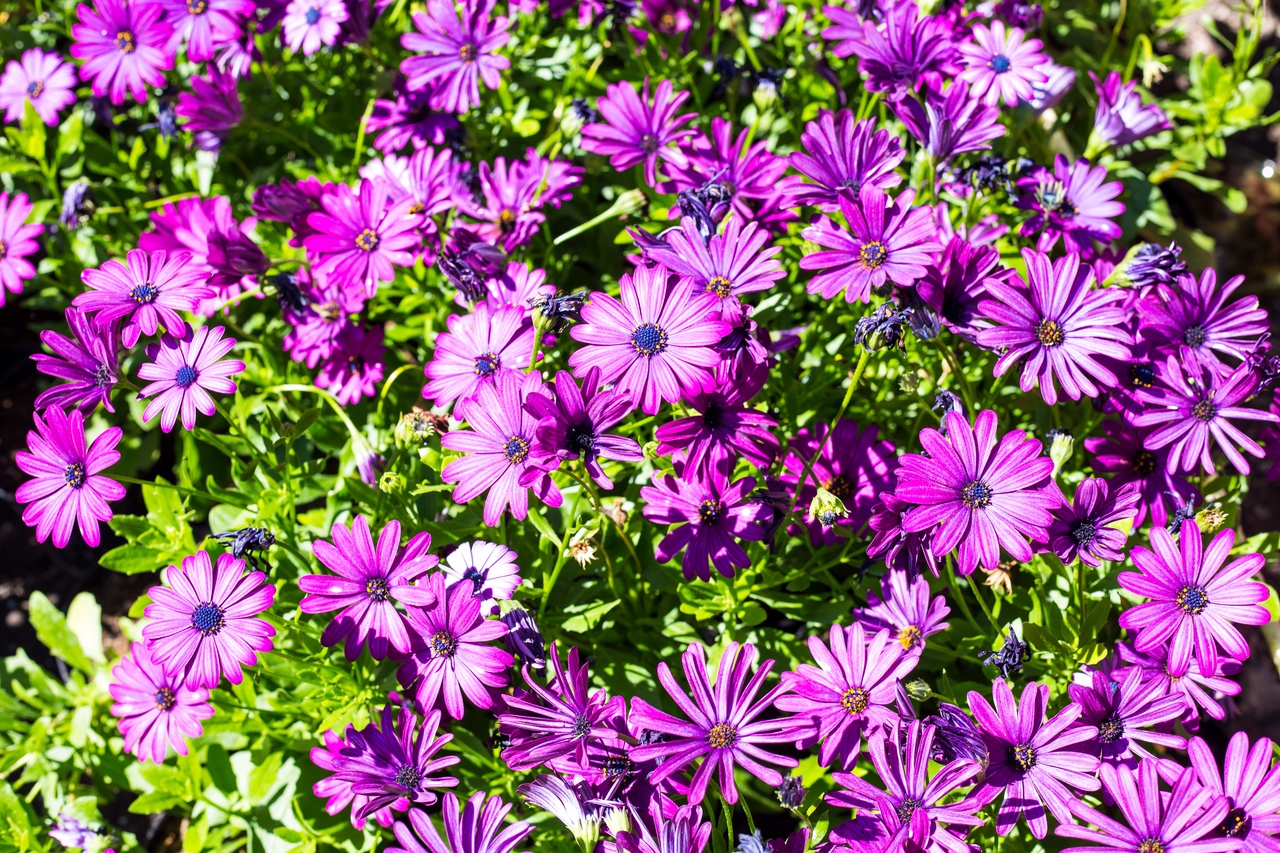 Osteospermum | Gardens of Russian Museum