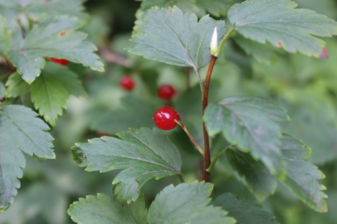 Смородина Альпийская ribes alpinum