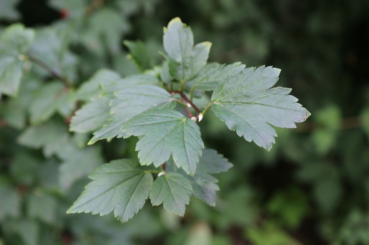 Смородина Альпийская ribes alpinum