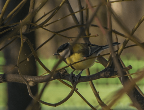 INTERNATIONAL BIRD DAY
