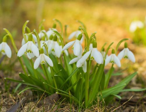 DAY OF THE SNOWDROP