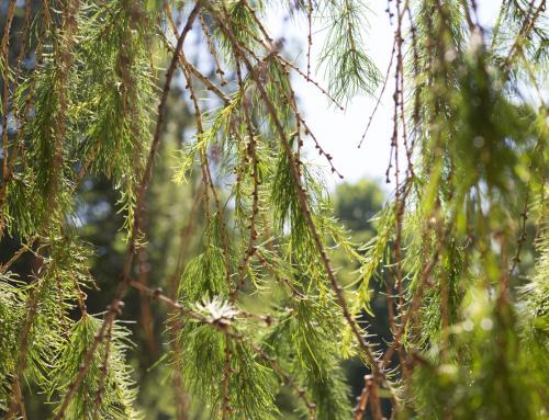 WHY CONIFEROUS “LARCH” ?