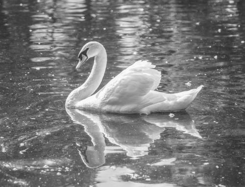 SWAN FEATHER